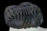 Morocops Trilobite - Foum Zguid, Morocco #165915-4